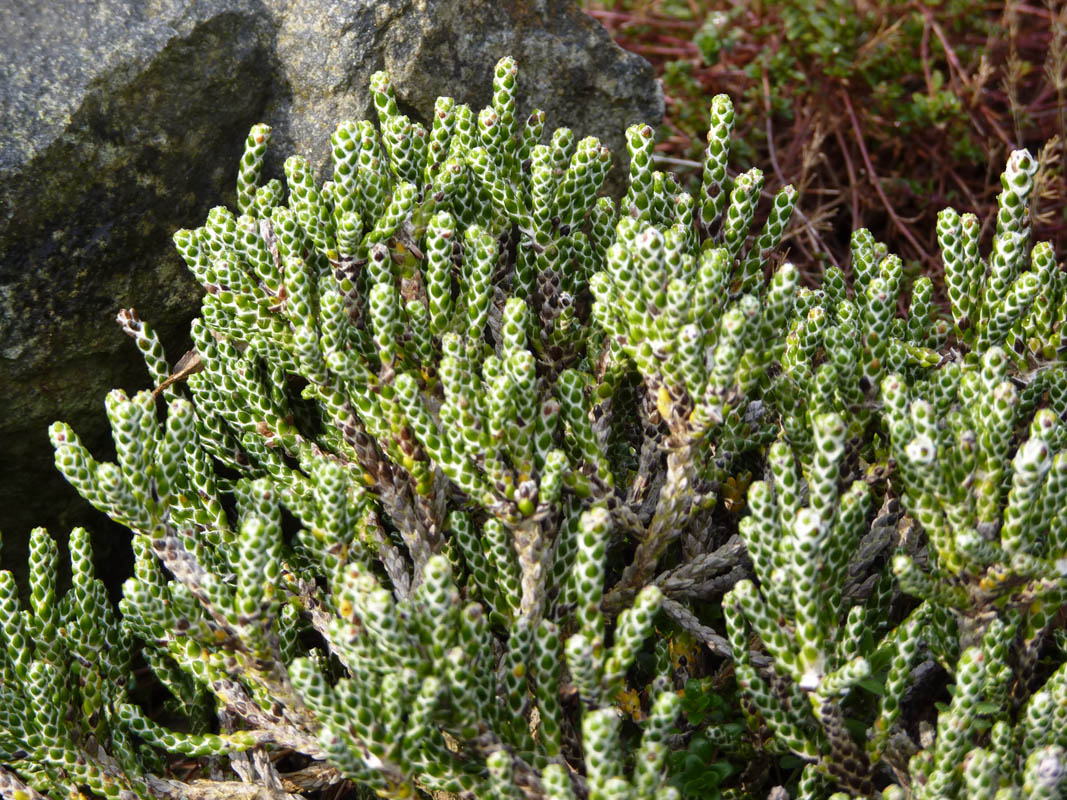 Ozothamnus selago var tumidum photo